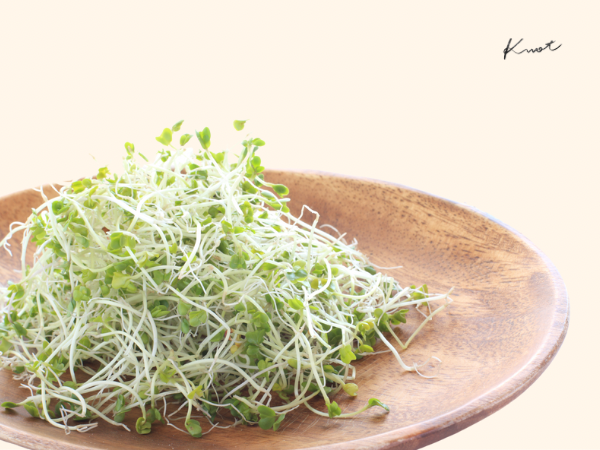 ブロッコリースプラウト/ Broccoli Sprout