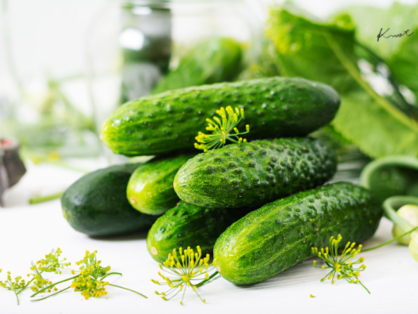 きゅうり/ Cucumbers