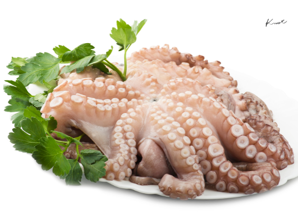 タコ/Octopus
